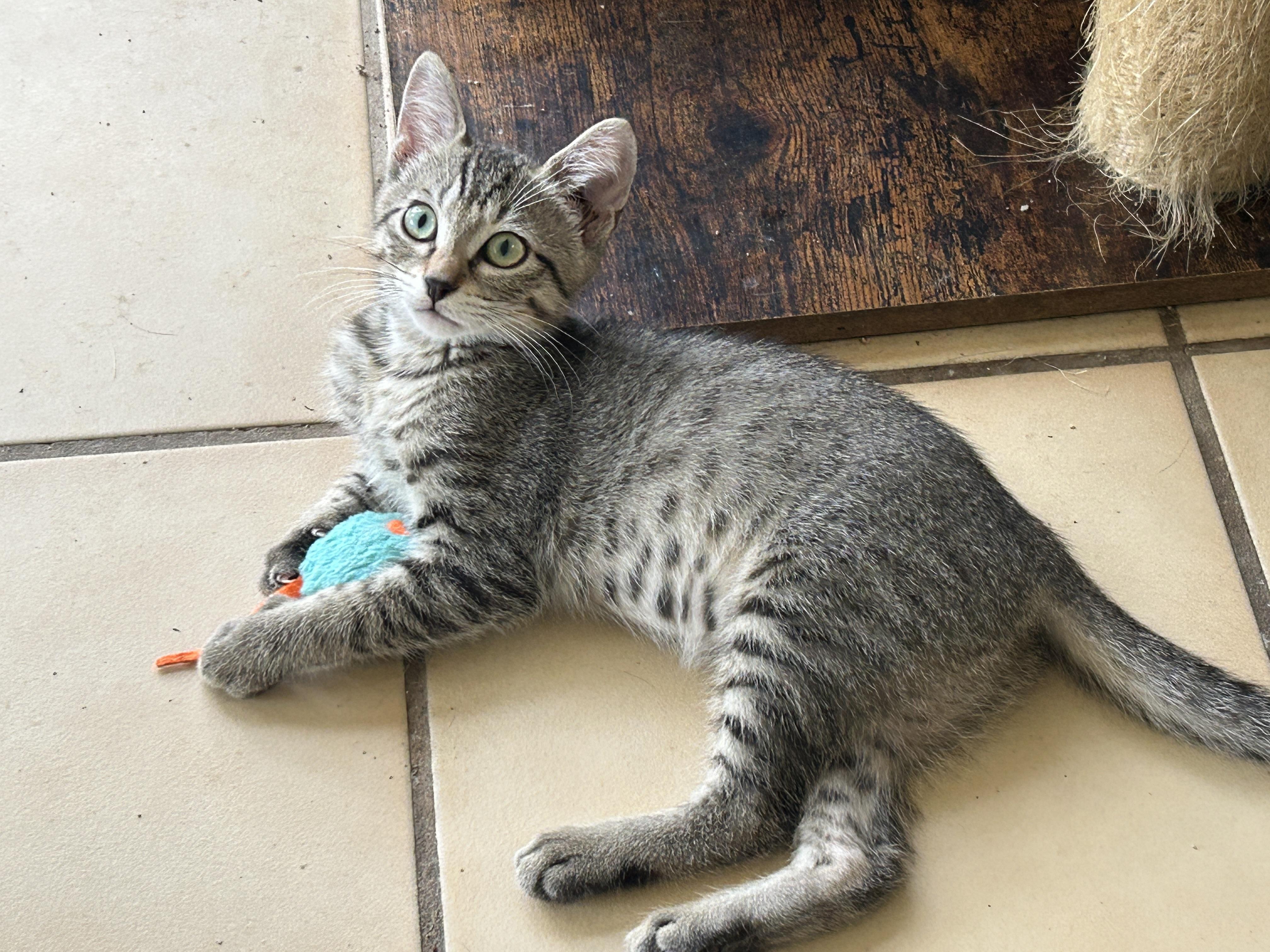 Roni, an adoptable Tabby in Marble Falls, TX, 78654 | Photo Image 2