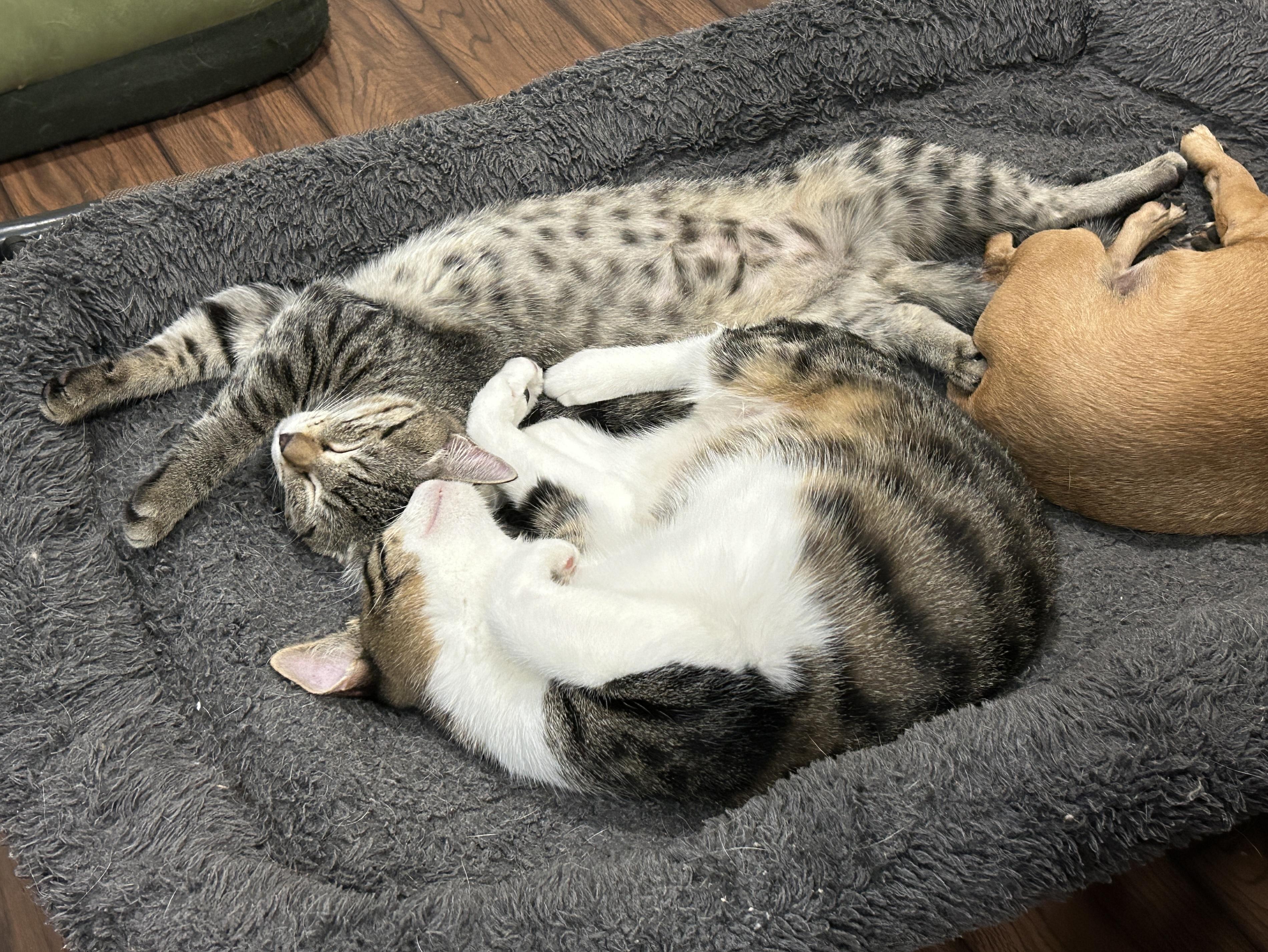 Roni, an adoptable Tabby in Marble Falls, TX, 78654 | Photo Image 4