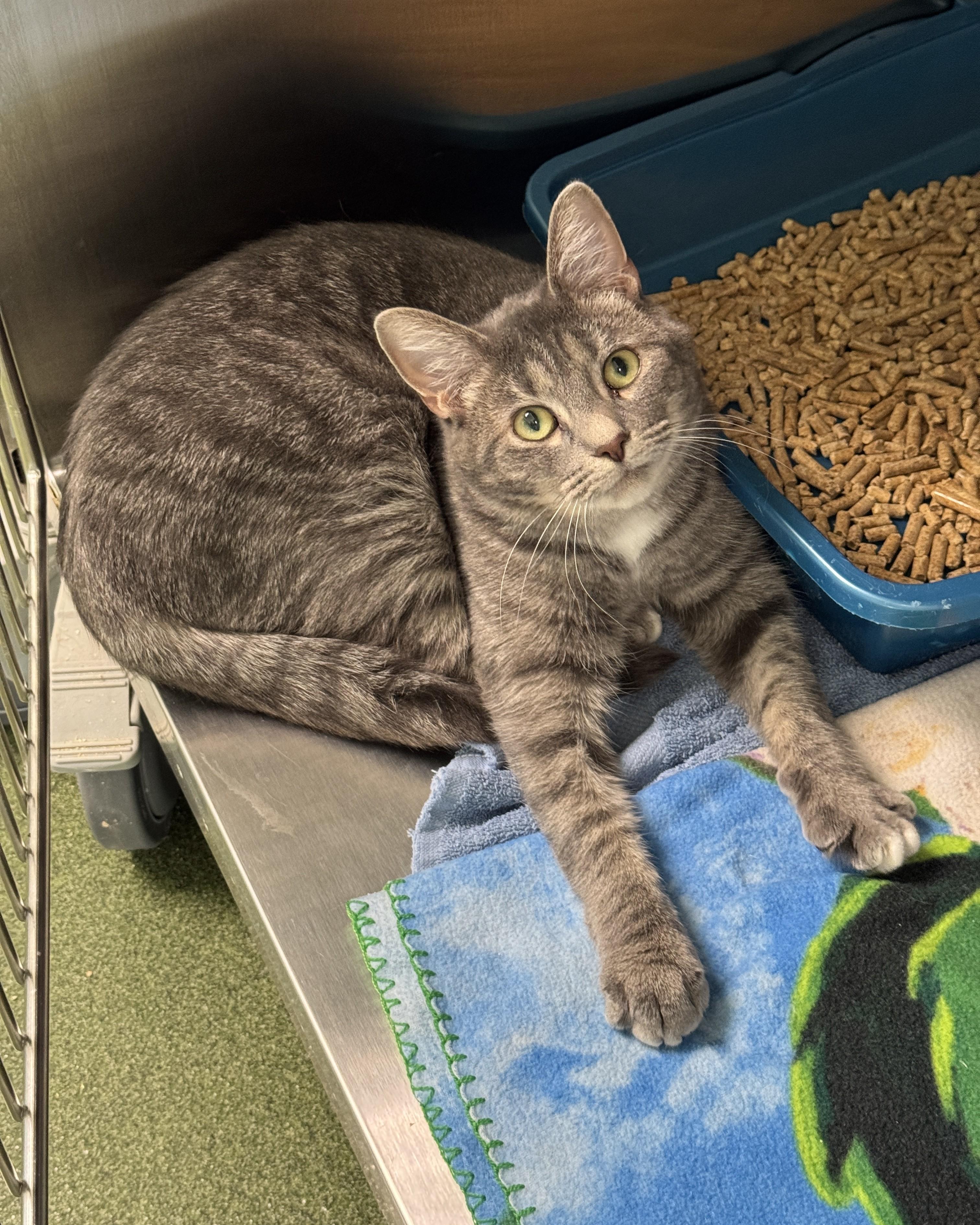 Doc, Adoptable, Young Male Domestic Short Hair.