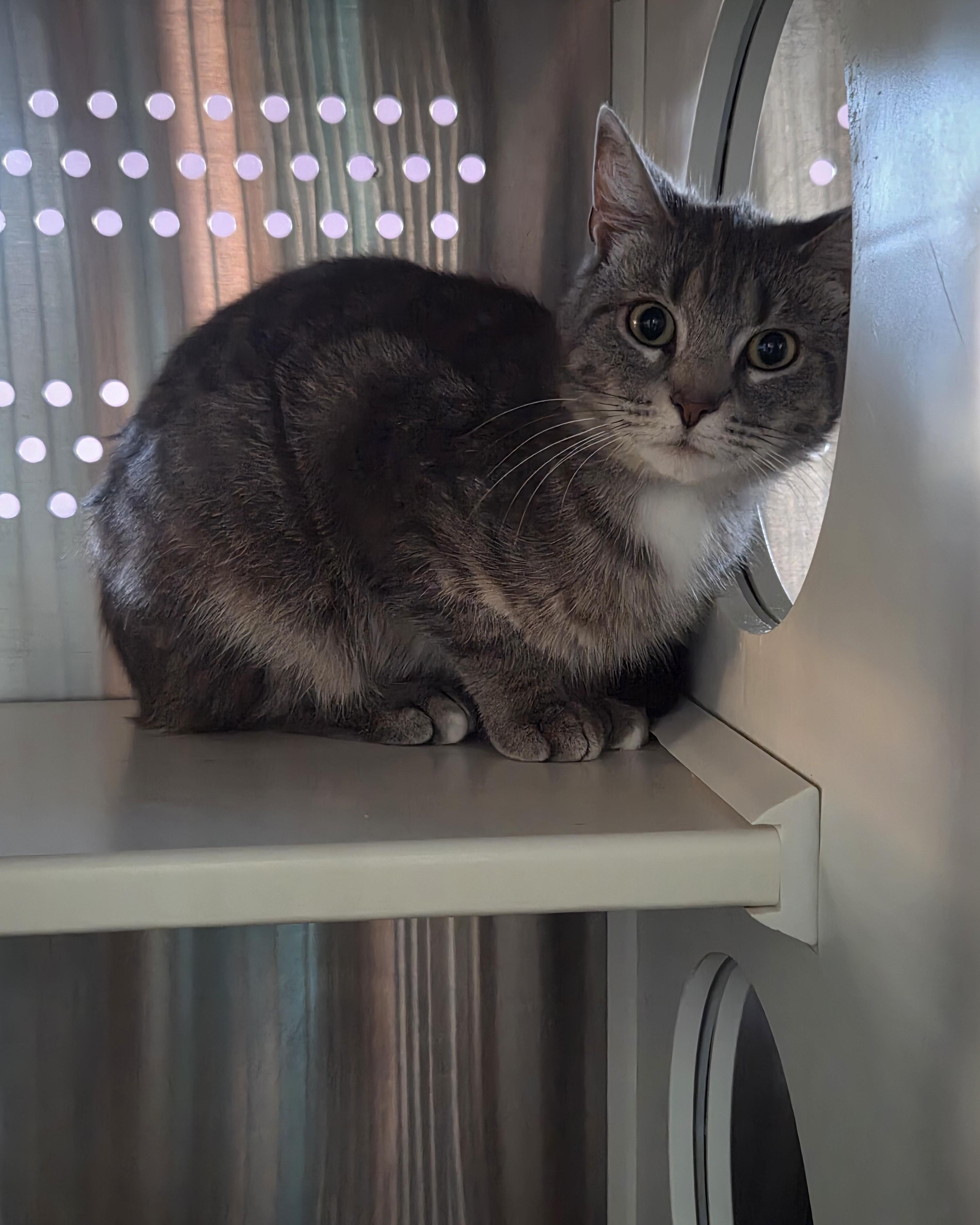 Enlarge Doc, a Adoptable Domestic Short Hair in Seneca, PA image 2/3