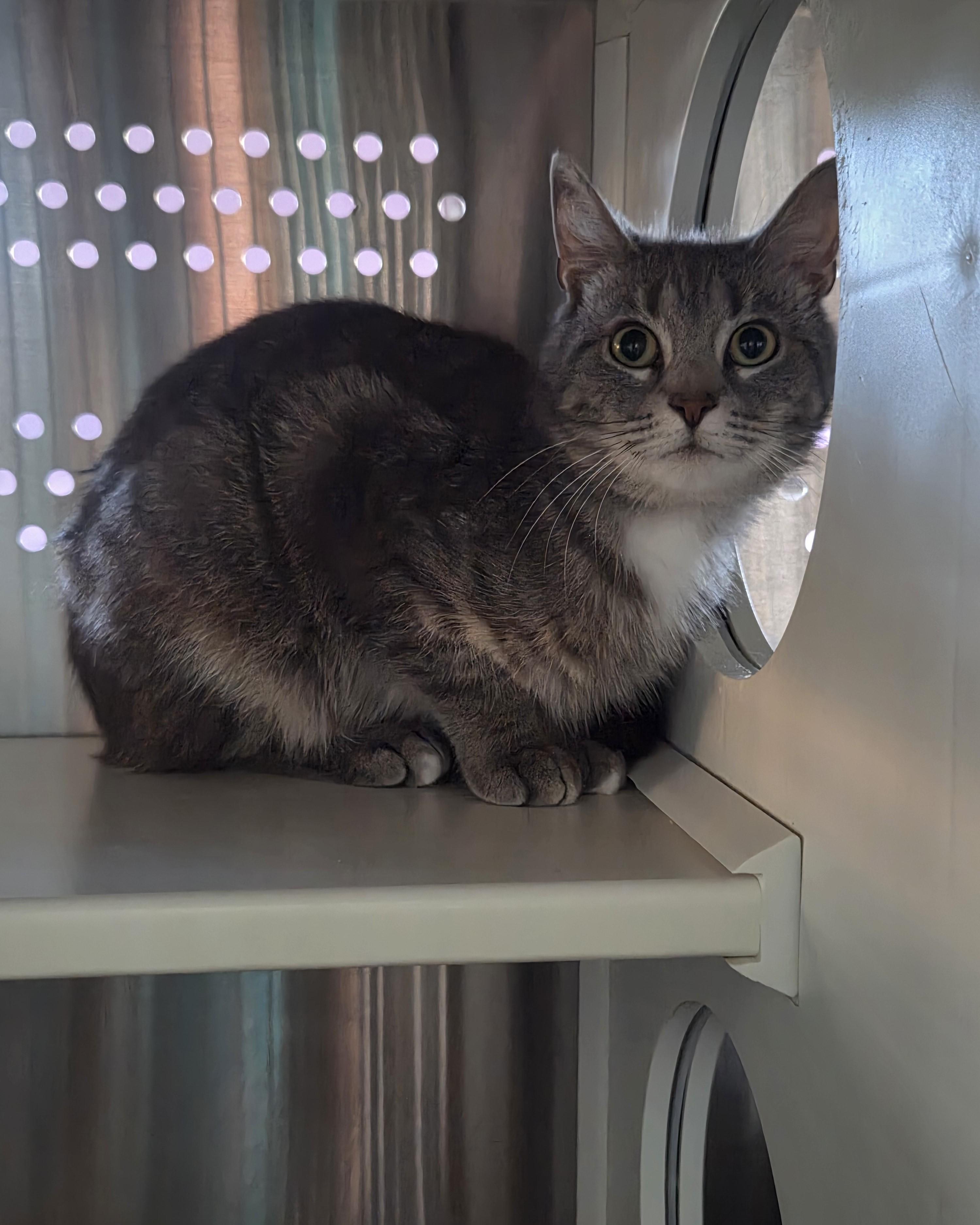 Doc, Adoptable, Young Male Domestic Short Hair.
