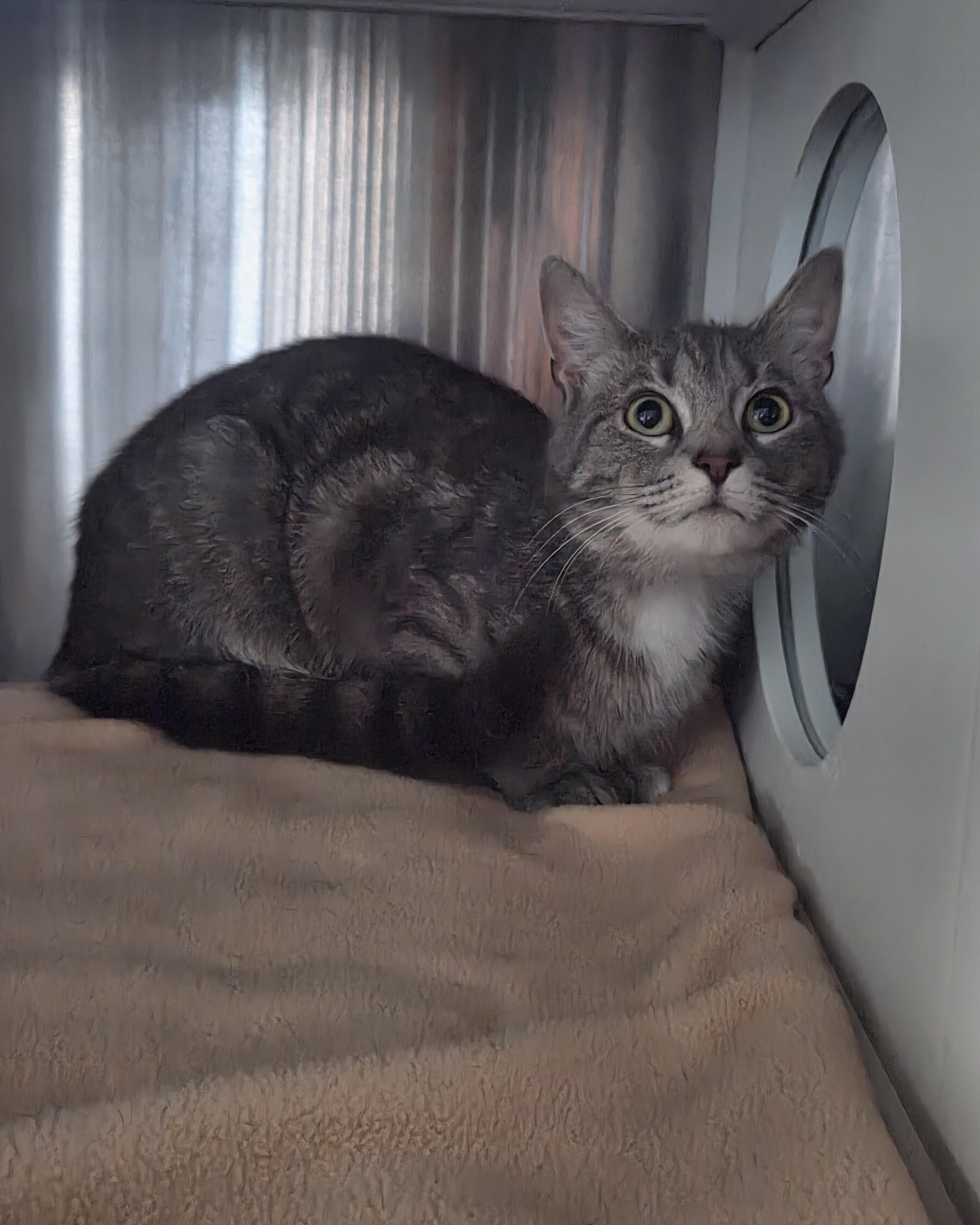 Enlarge Doc, a Adoptable Domestic Short Hair in Seneca, PA image 3/3