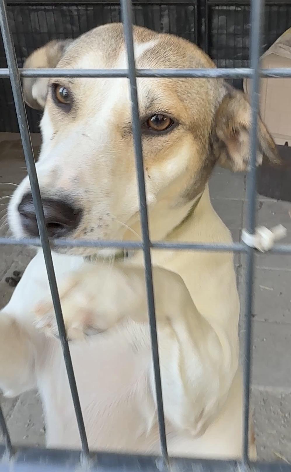 Enlarge Daisy, an adopted mixed breed in Falmouth, MA image 3/3