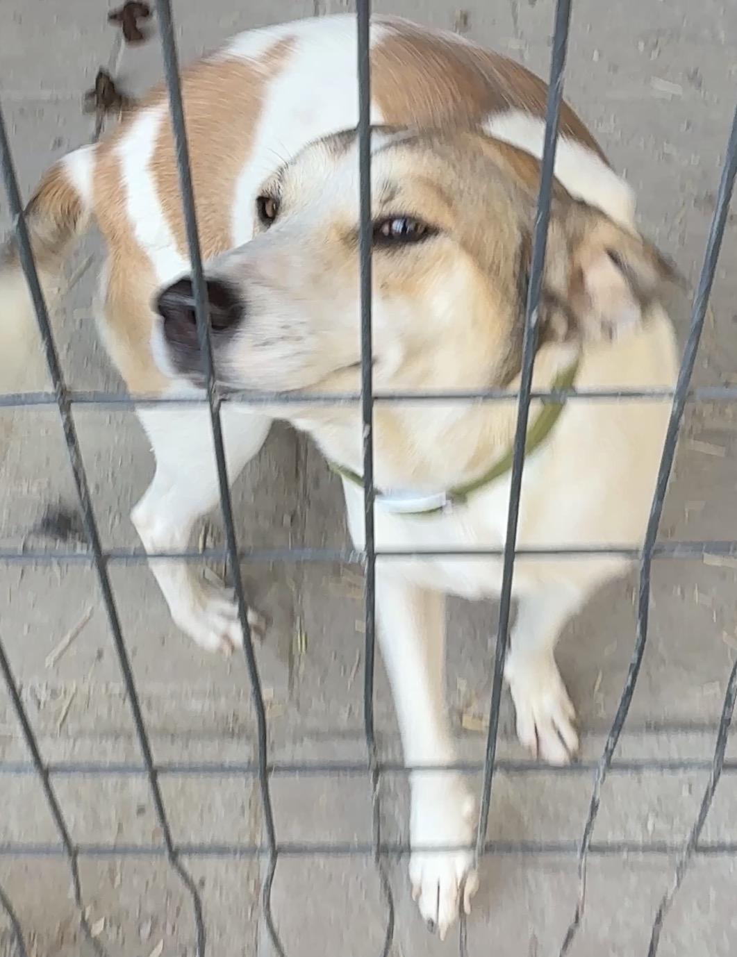 Enlarge Daisy, an adopted mixed breed in Falmouth, MA image 1/3