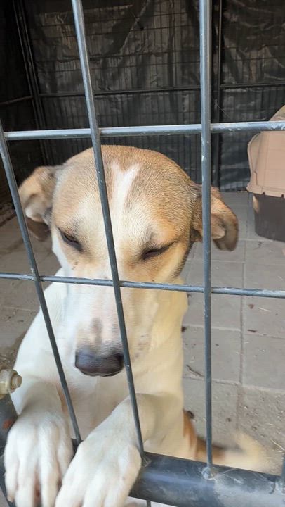 Enlarge Daisy, an adopted mixed breed in Falmouth, MA video 2/3