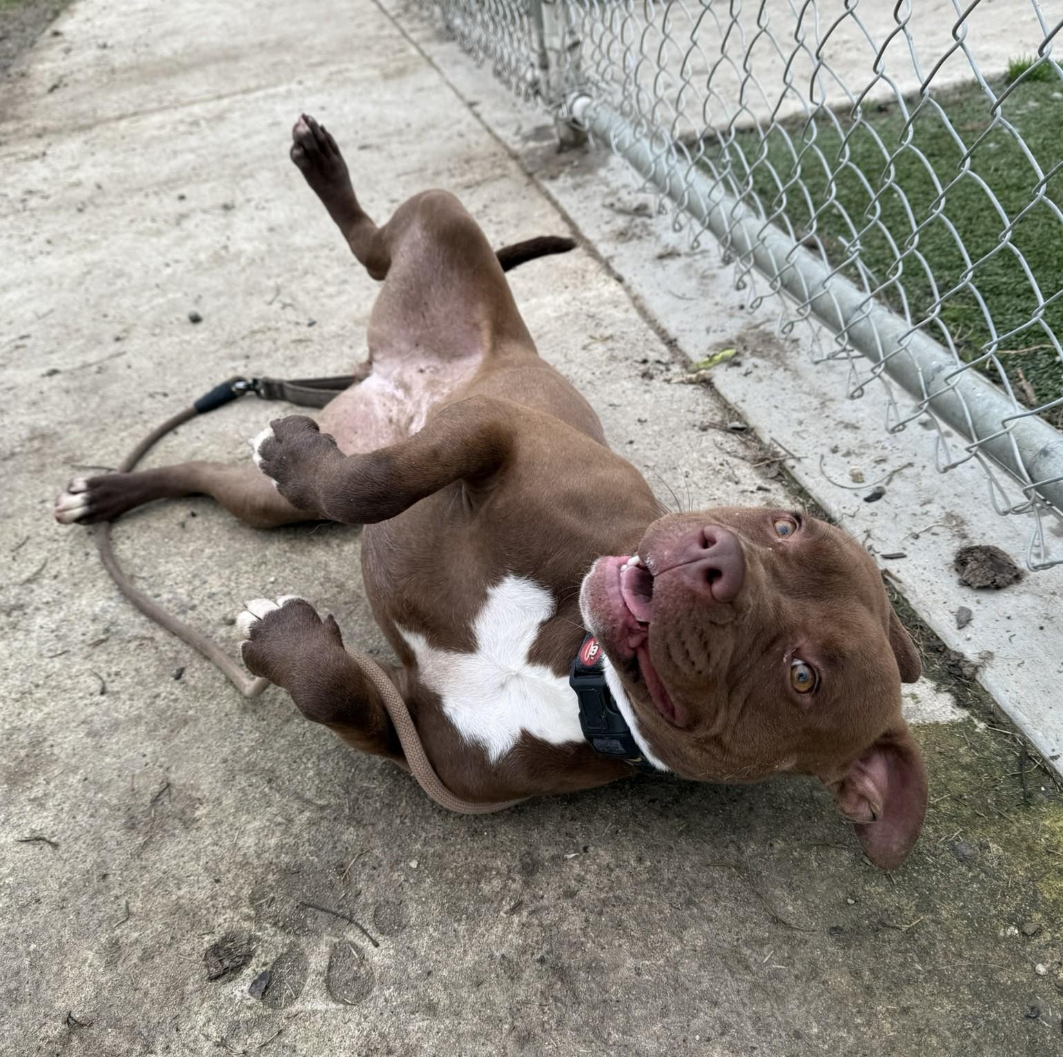 Roxy **Courtesy Post. Out of town pet. See below for details**