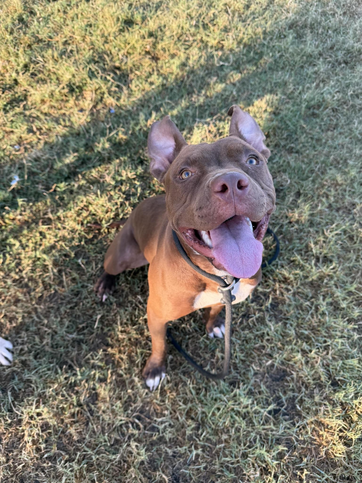 Roxy **Courtesy Post. Out of town pet. See below for details**