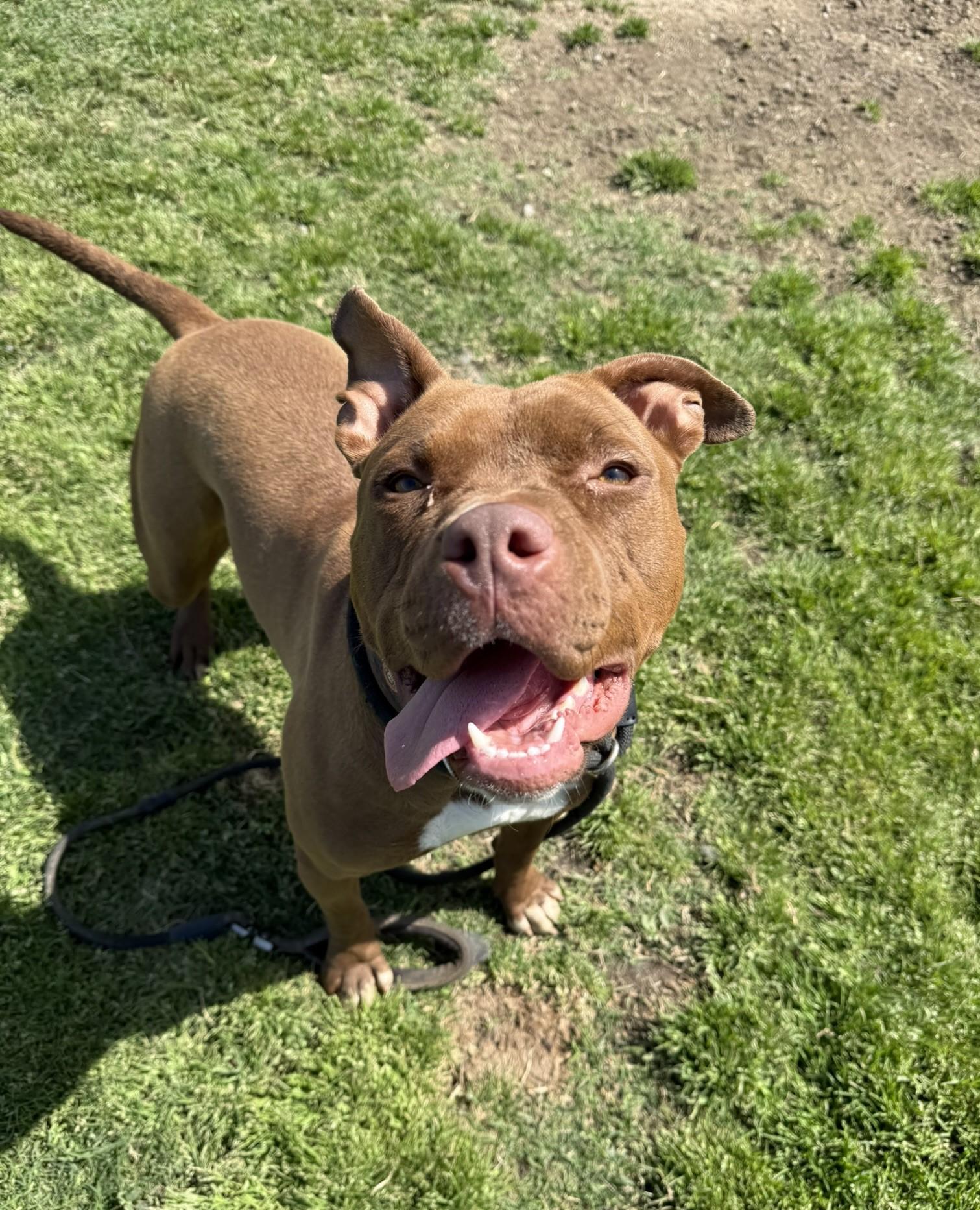 Roxy **Courtesy Post. Out of town pet. See below for details**