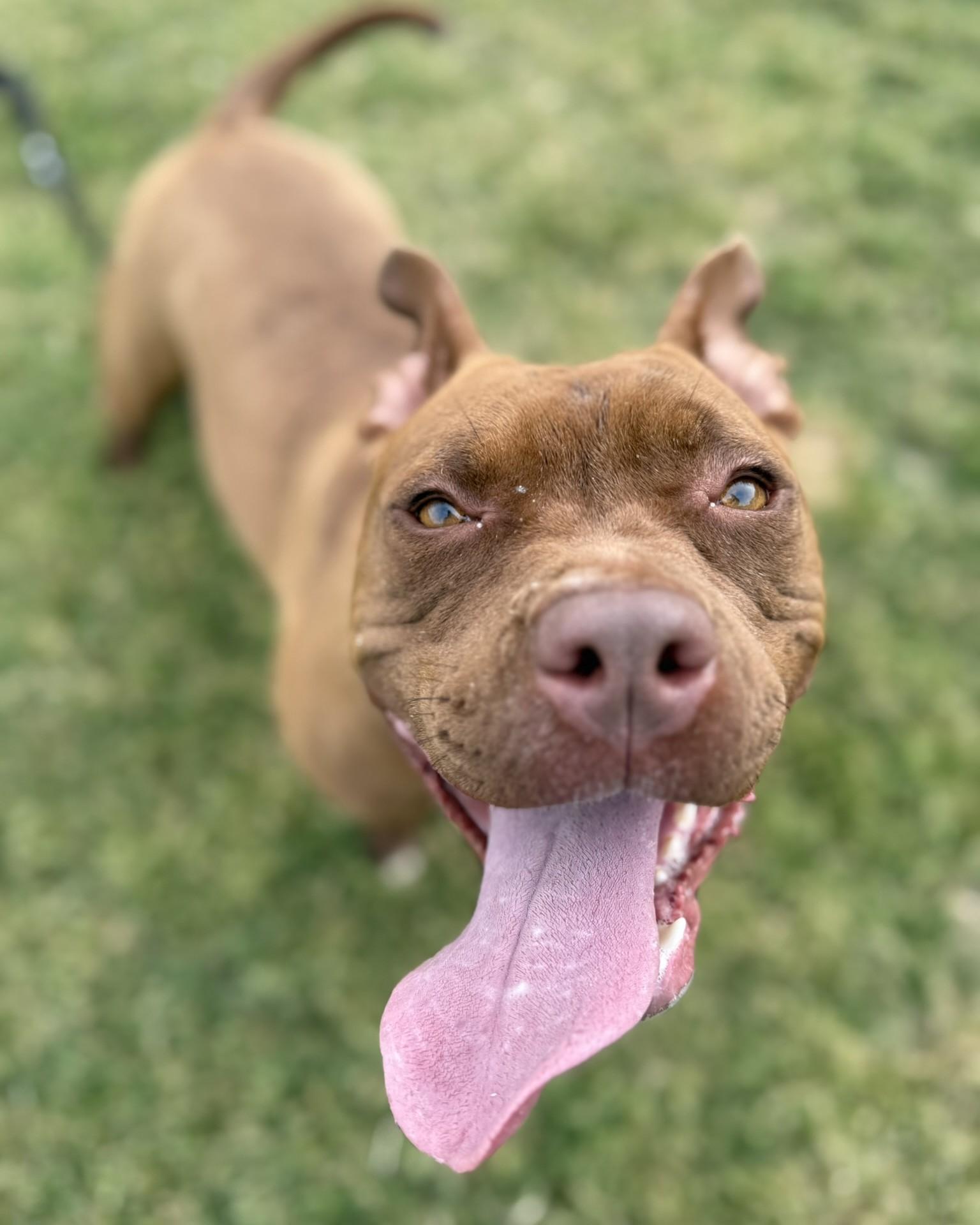 Roxy **Courtesy Post. Out of town pet. See below for details**