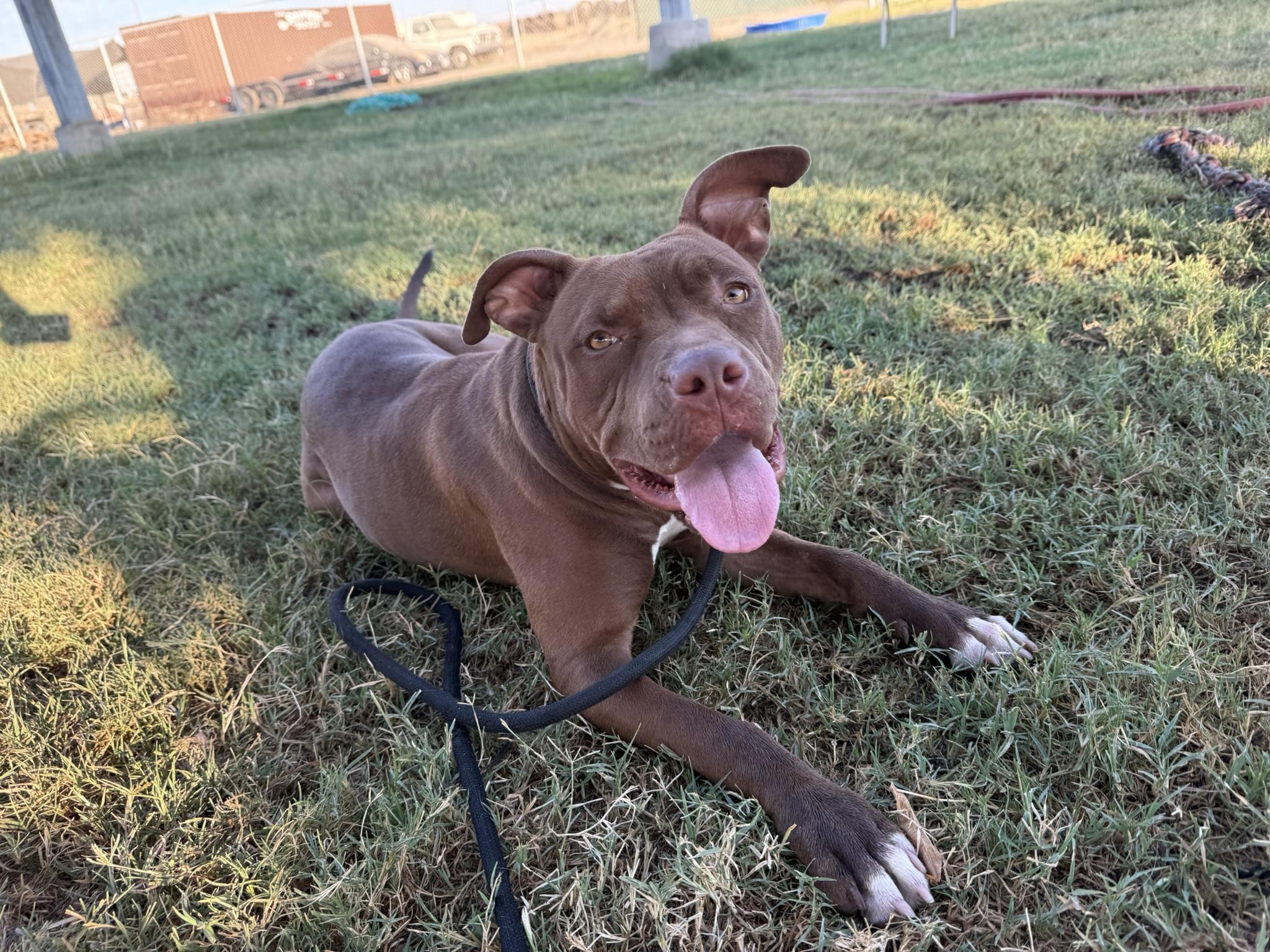 Roxy **Courtesy Post. Out of town pet. See below for details**