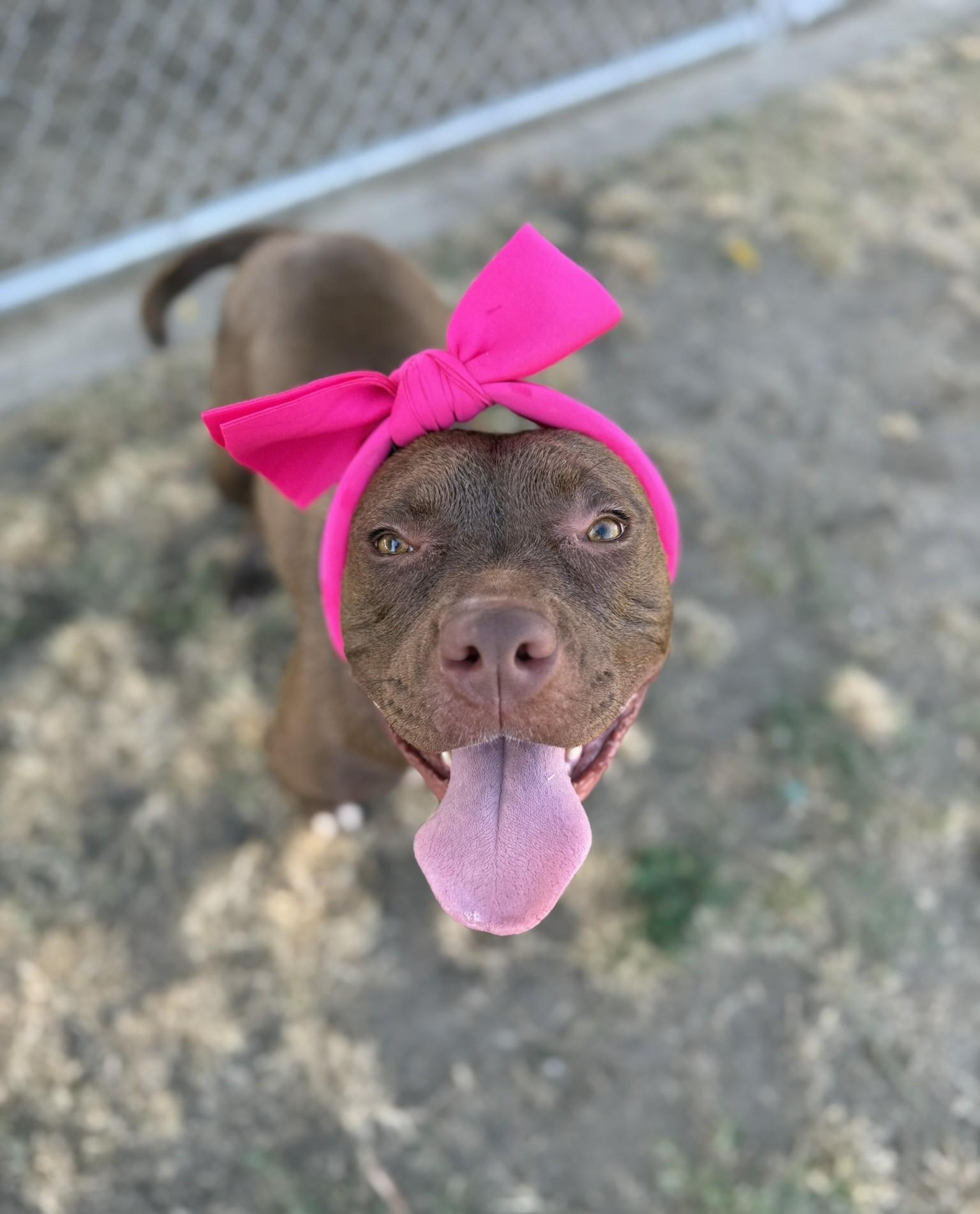 Roxy **Courtesy Post. Out of town pet. See below for details**