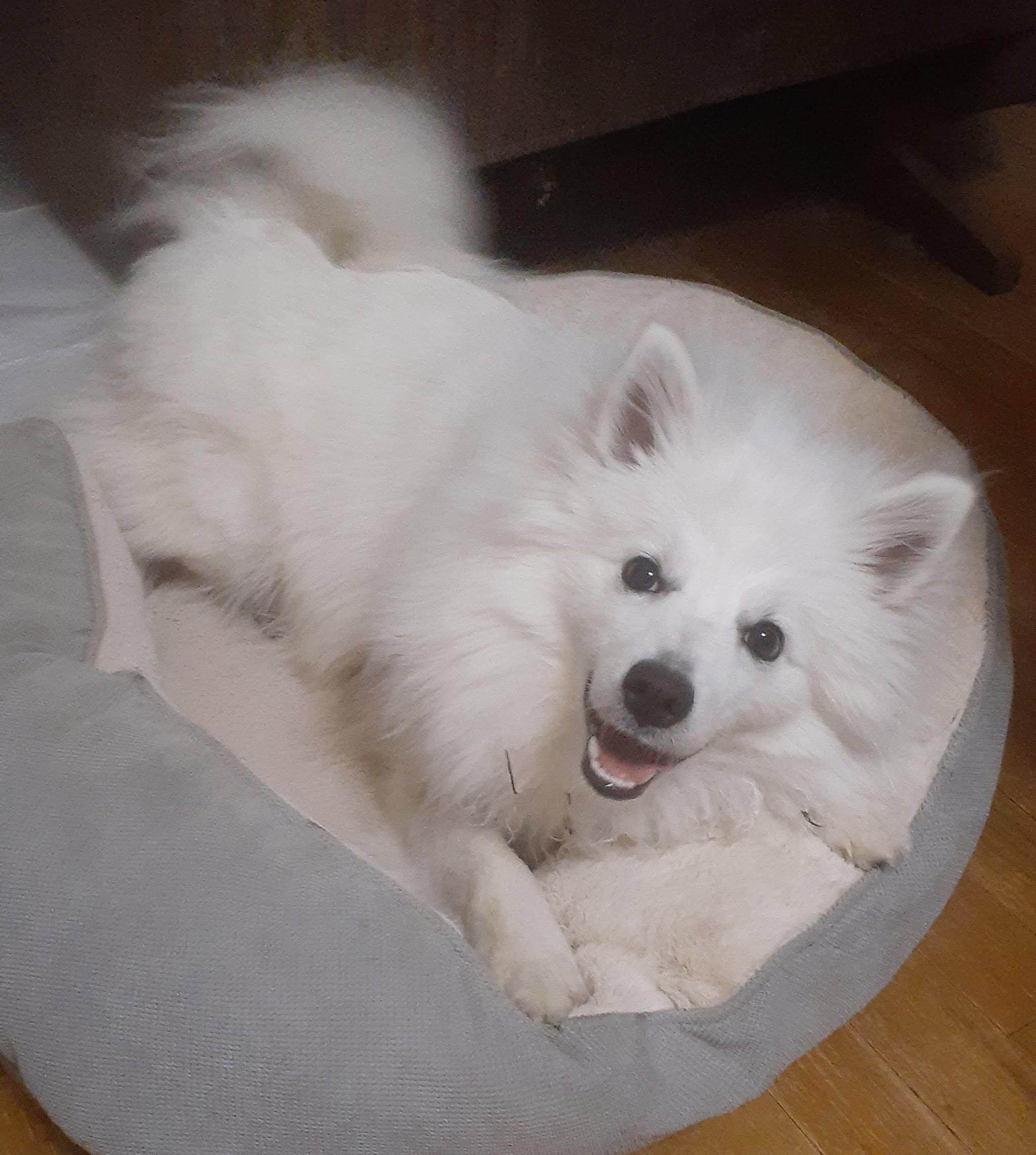 Enlarge Elsa - Adopted, an adopted American Eskimo Dog in Saint Louis, MO image 1/1