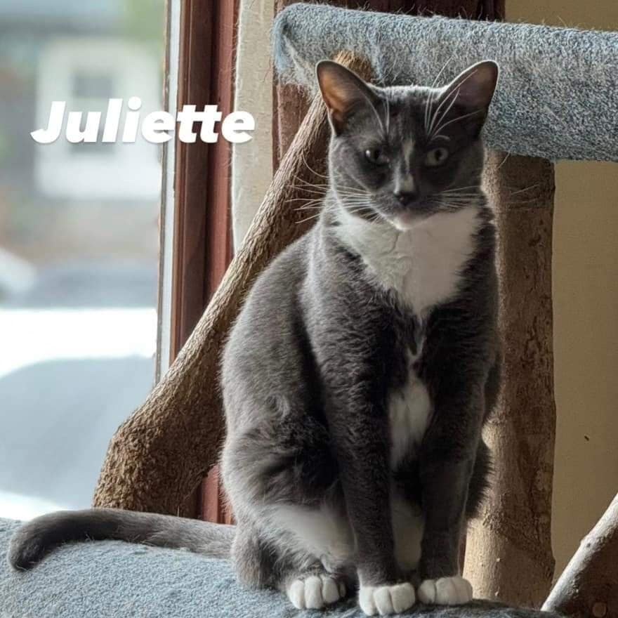 Juliette, Adoptable, Adult Female Domestic Short Hair.