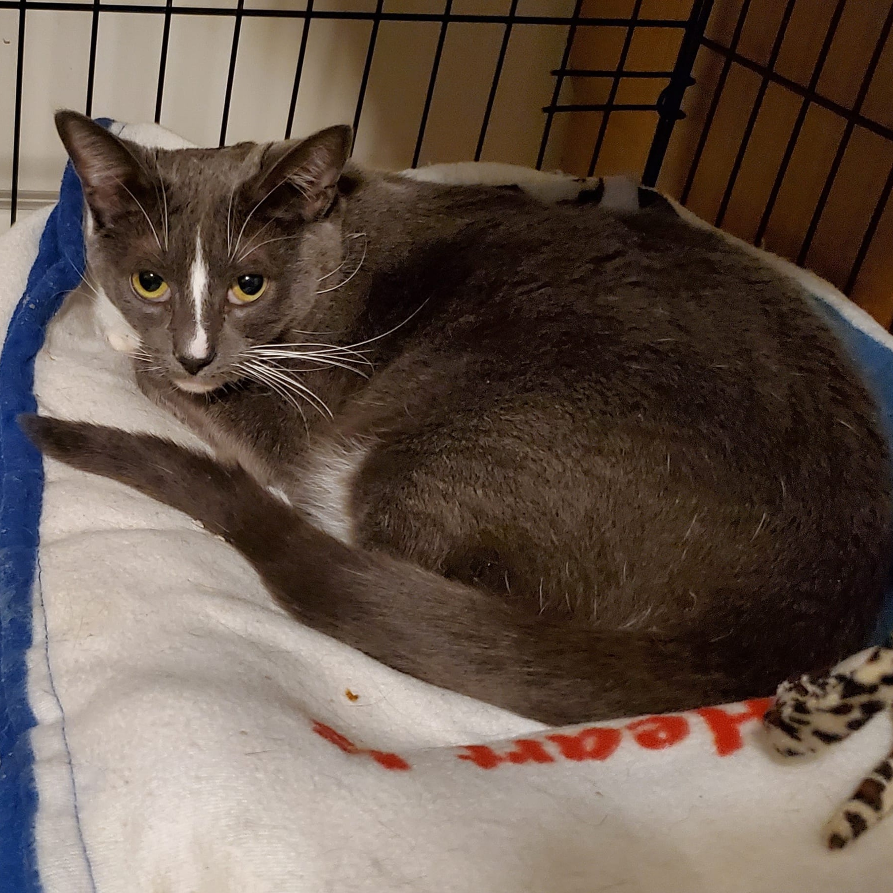 Juliette, Adoptable, Adult Female Domestic Short Hair.