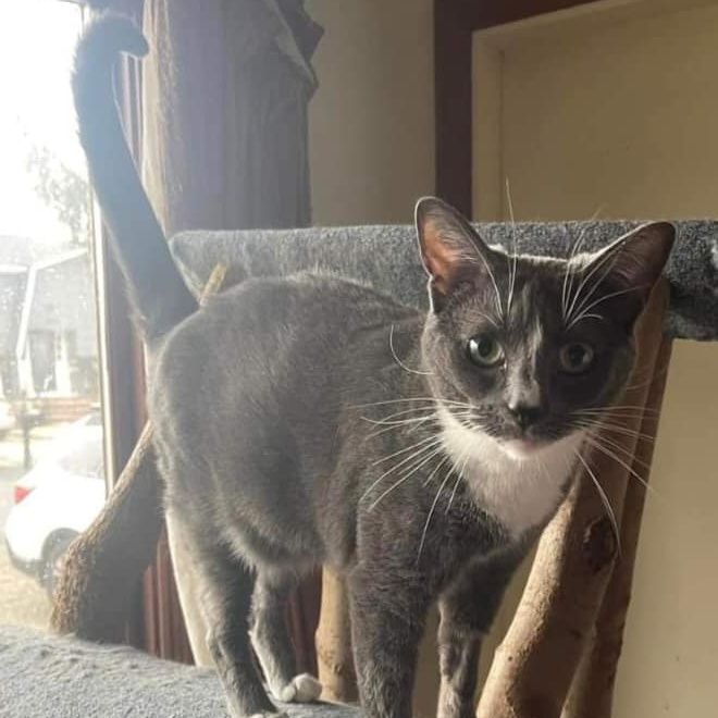 Enlarge Juliette, a Adoptable Domestic Short Hair in Keansburg, NJ image 3/4