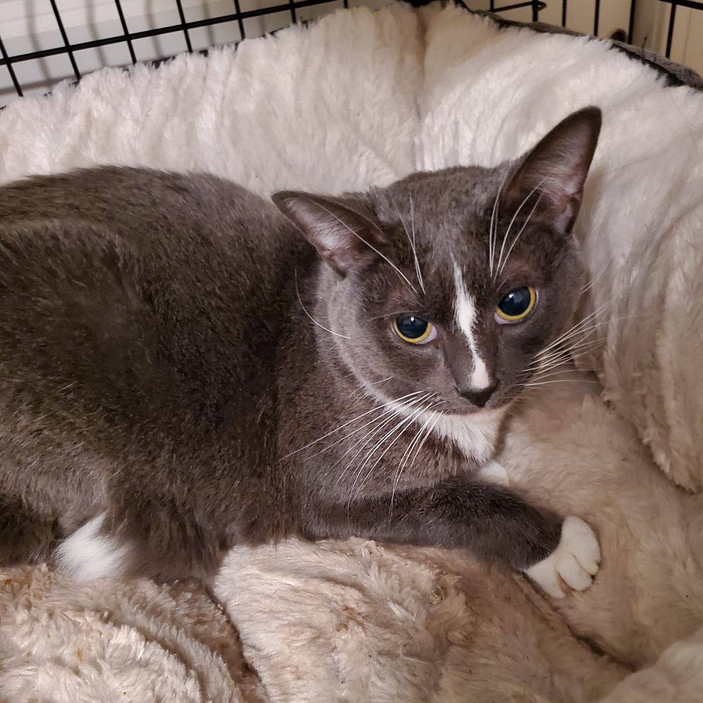 Enlarge Juliette, a Adoptable Domestic Short Hair in Keansburg, NJ image 4/4