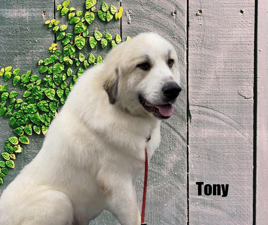 Enlarge Tony, a Adoptable Great Pyrenees in Marshville, NC image 2/3