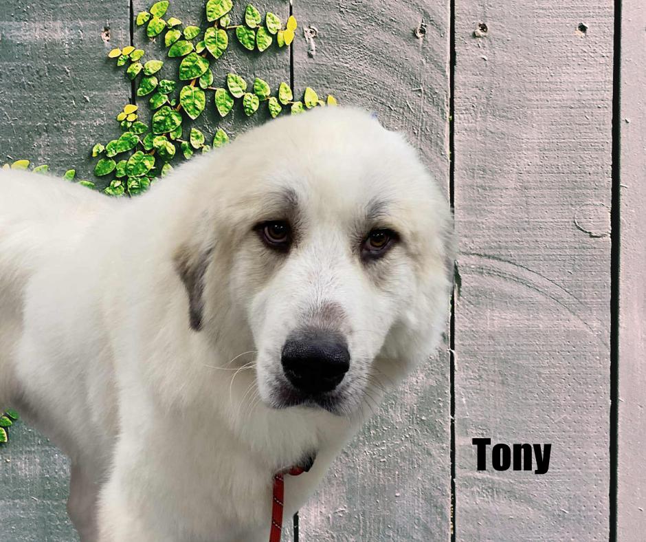 Enlarge Tony, a Adoptable Great Pyrenees in Marshville, NC image 3/3