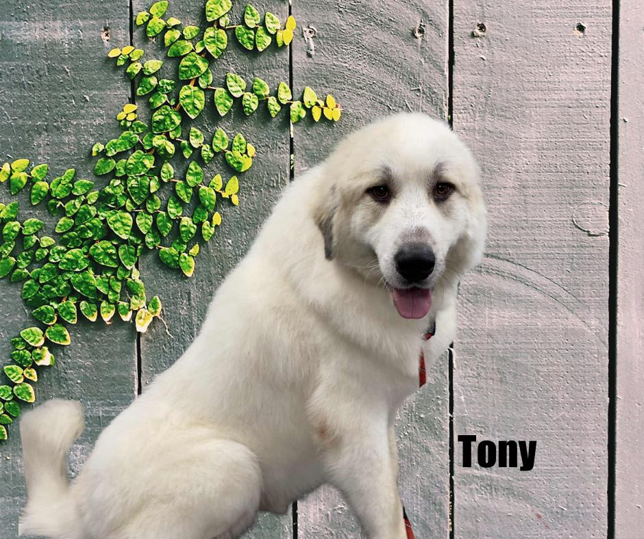 Enlarge Tony, a Adoptable Great Pyrenees in Marshville, NC image 1/3