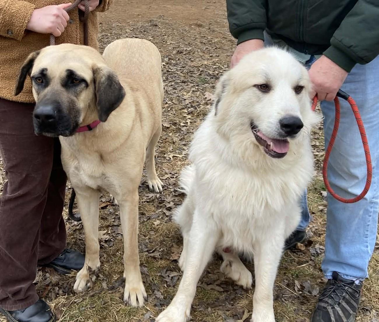 Enlarge Tony & Kanga, an adoptable Great Pyrenees in Marshville, NC image 2/2