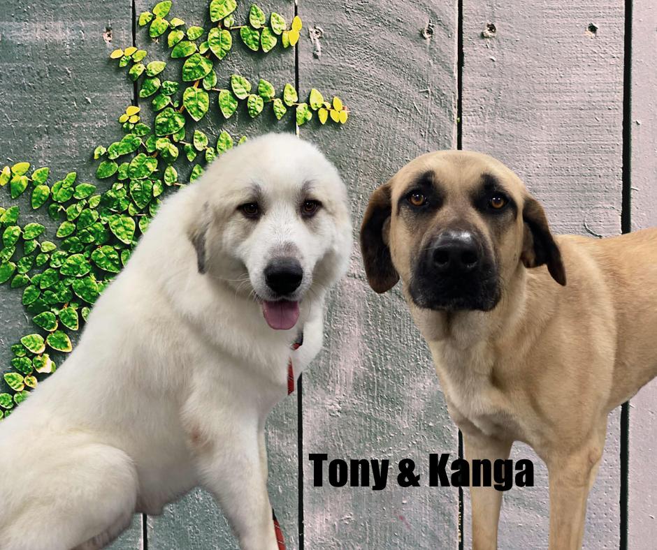 Tony & Kanga, adoptable, Adult Male Great Pyrenees.