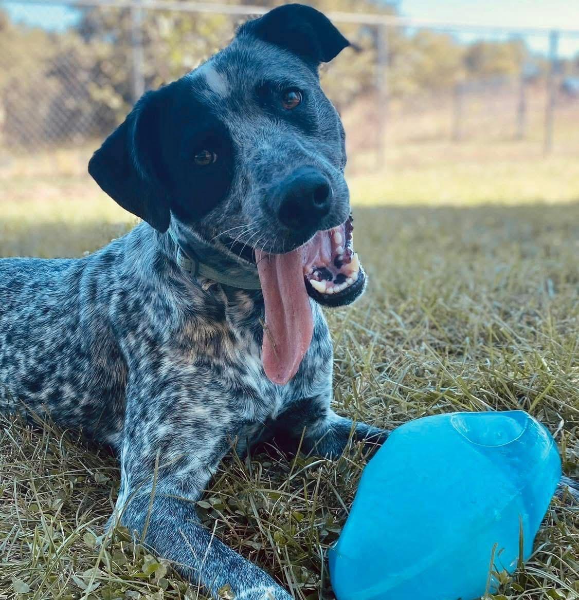 Enlarge Blue, a Adoptable Australian Cattle Dog / Blue Heeler in Godfrey, IL image 1/1