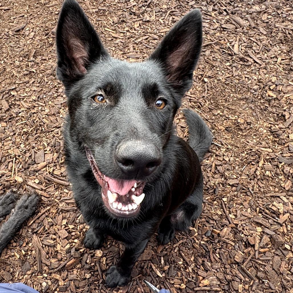 Atticus, Adoptable, Young Male Shepherd.