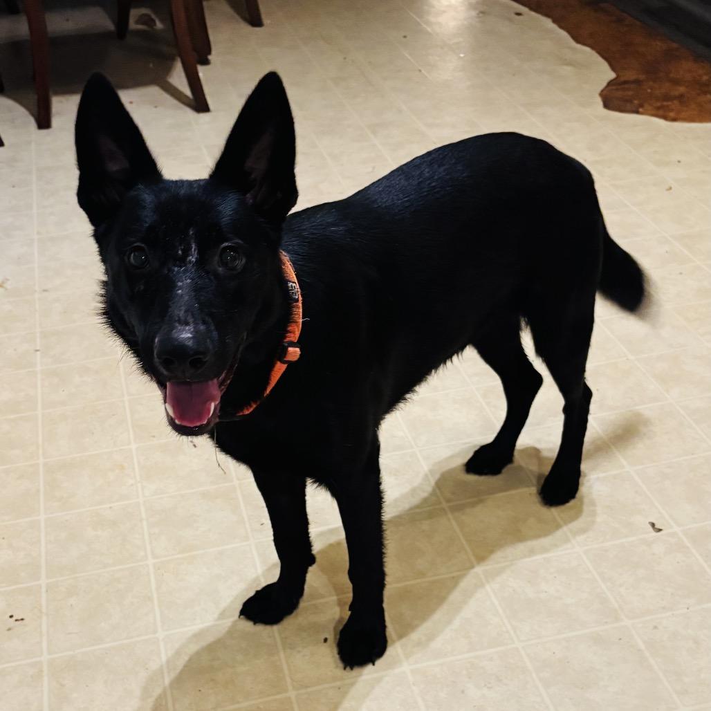 Atticus, a Adoptable Shepherd in Peachtree City, GA image 2/5