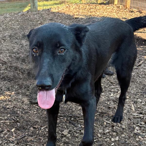 Atticus, a Adoptable Shepherd in Peachtree City, GA image 3/5