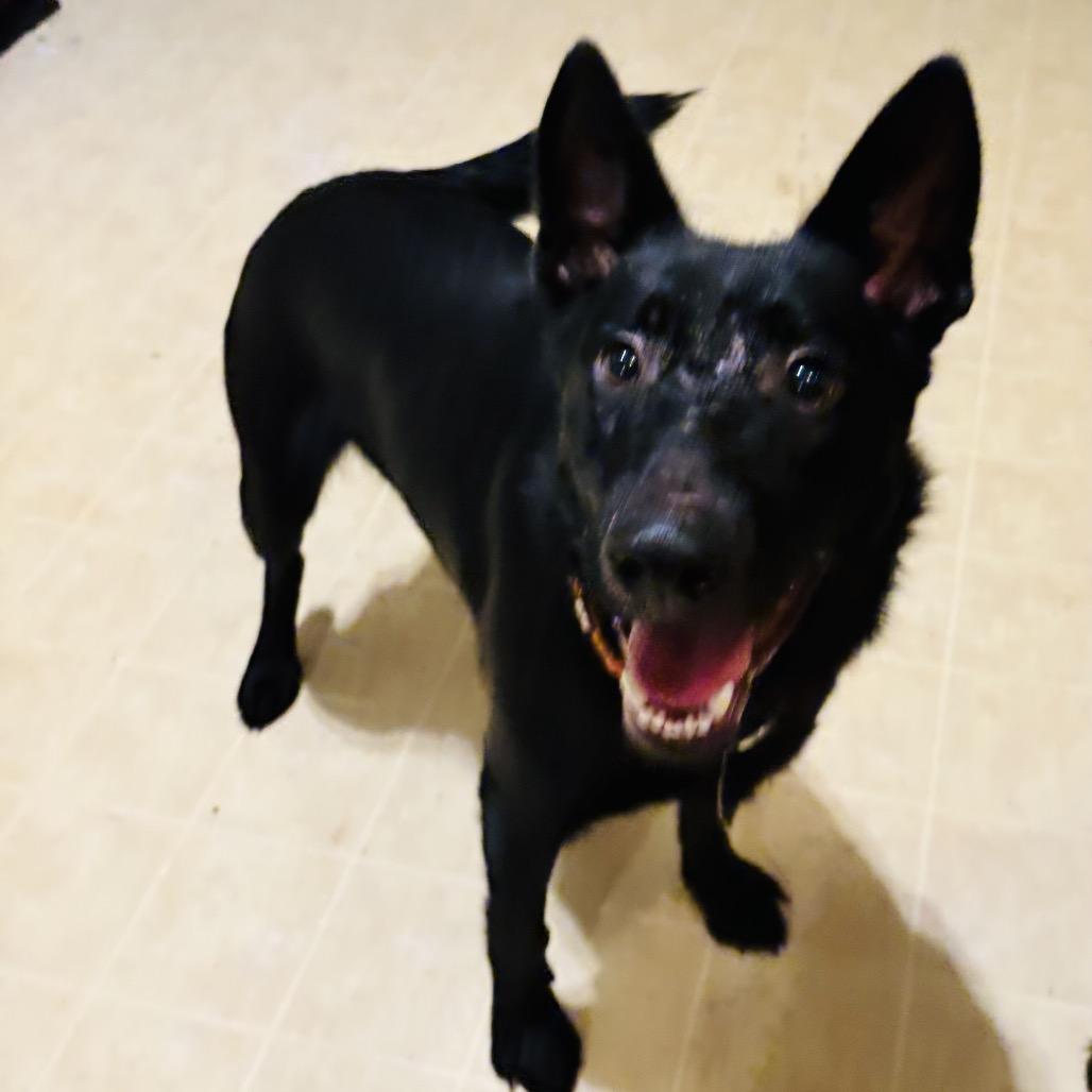 Atticus, a Adoptable Shepherd in Peachtree City, GA image 4/5