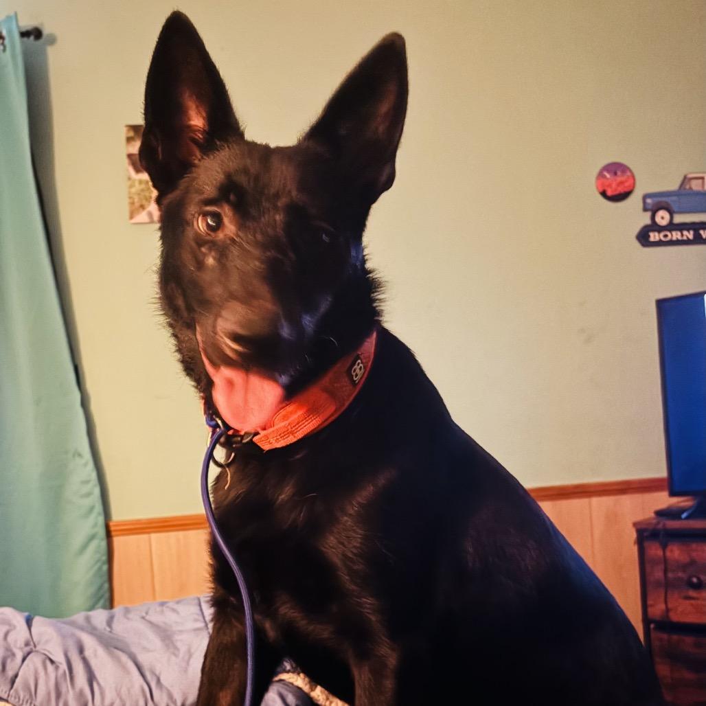 Atticus, a Adoptable Shepherd in Peachtree City, GA image 5/5