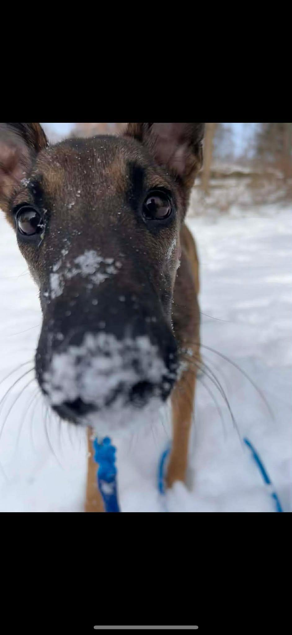 Enlarge Callie, an adopted mixed breed in Pawtucket, RI image 6/6
