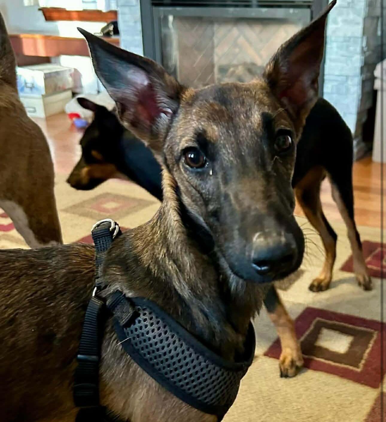 Callie, adopted, Young Female German Shepherd Dog & Manchester Terrier.