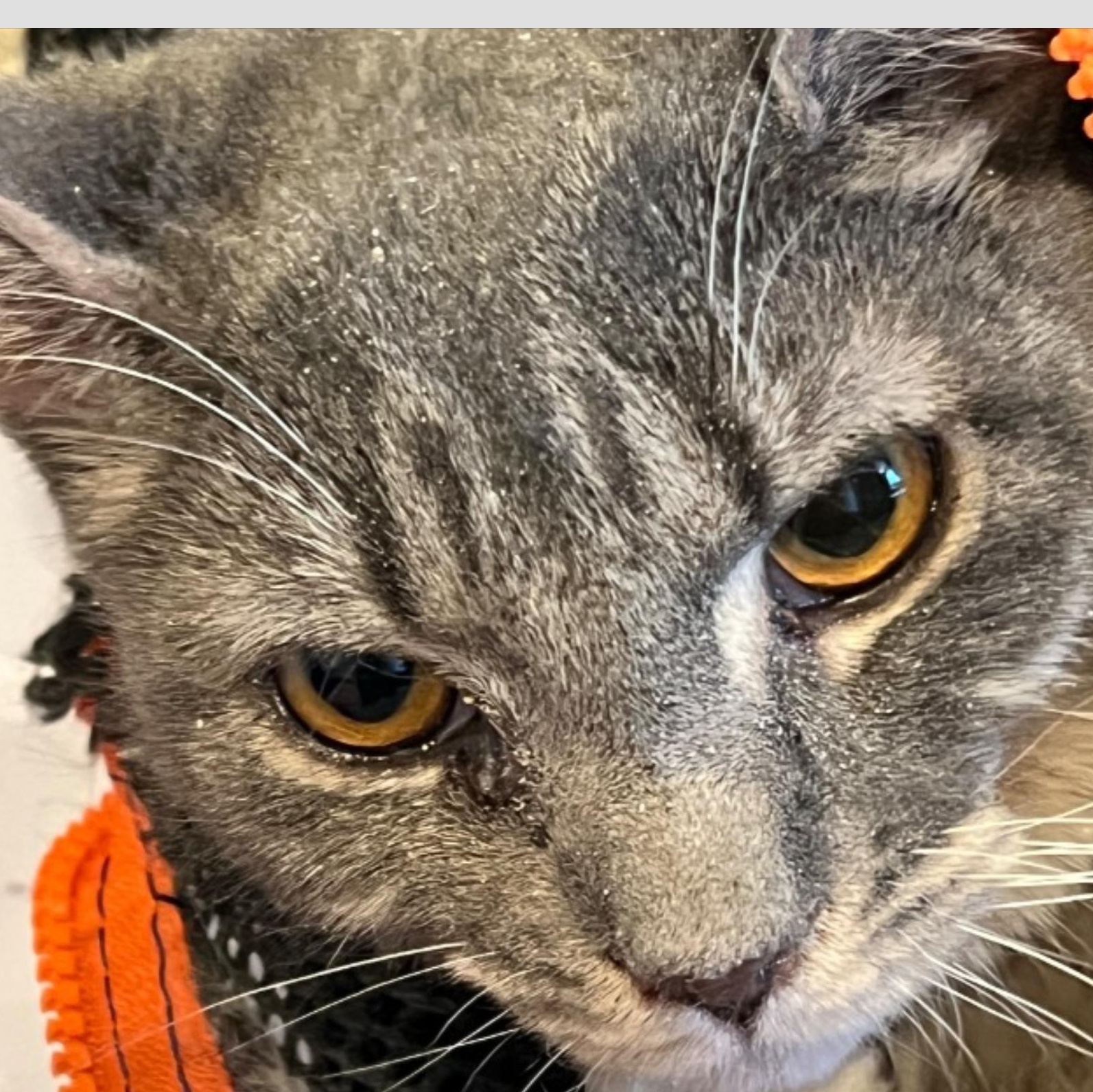Enlarge Yara, an adoptable mixed breed in Palatine, IL image 3/3