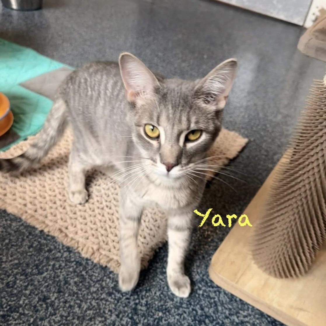 Enlarge Yara, an adoptable mixed breed in Palatine, IL image 1/3