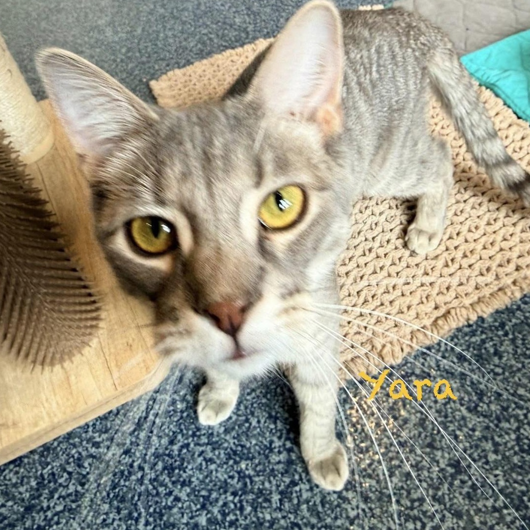 Enlarge Yara, an adoptable mixed breed in Palatine, IL image 2/3