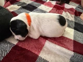 Sparks, Adoptable, Puppy Male Toy Fox Terrier.