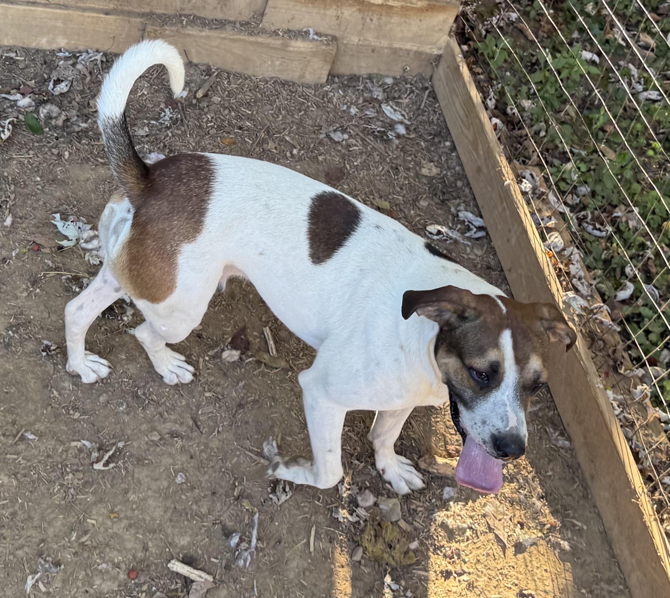 Sparks, a Adoptable mixed breed in Greeneville, TN image 3/4
