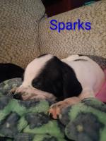 Sparks thumbnail 4