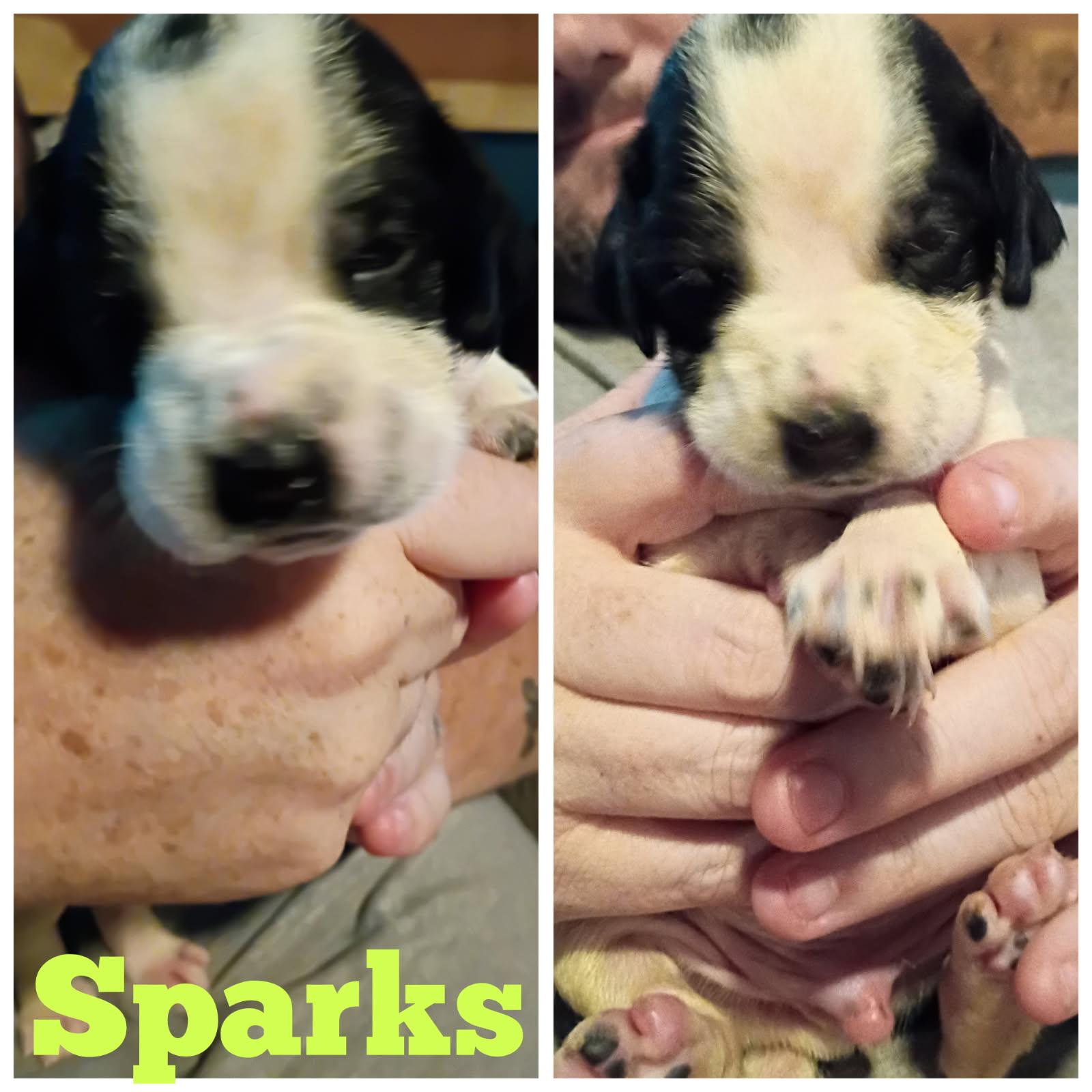 Sparks, a Adoptable mixed breed in Greeneville, TN image 4/4