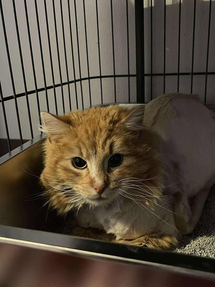 Enlarge Porcupine, a ADOPTABLE Domestic Long Hair in Winthrop, ME image 2/2