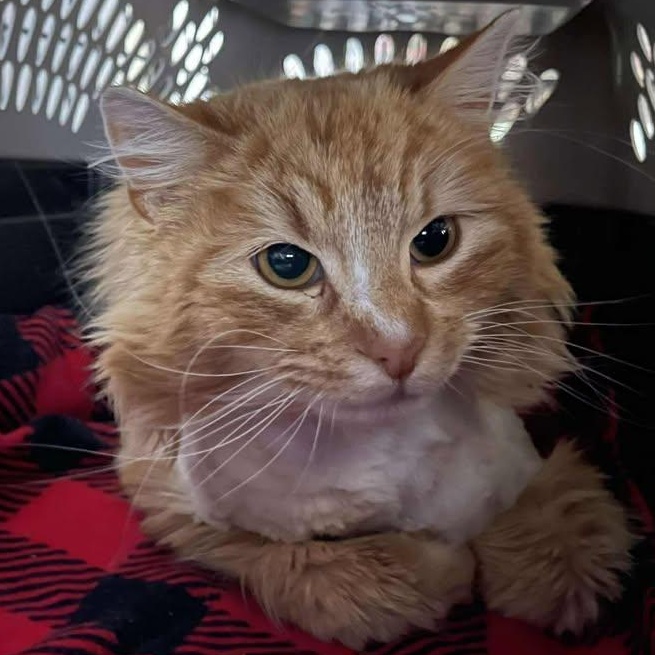 Porcupine, ADOPTABLE, Adult Male Domestic Long Hair.