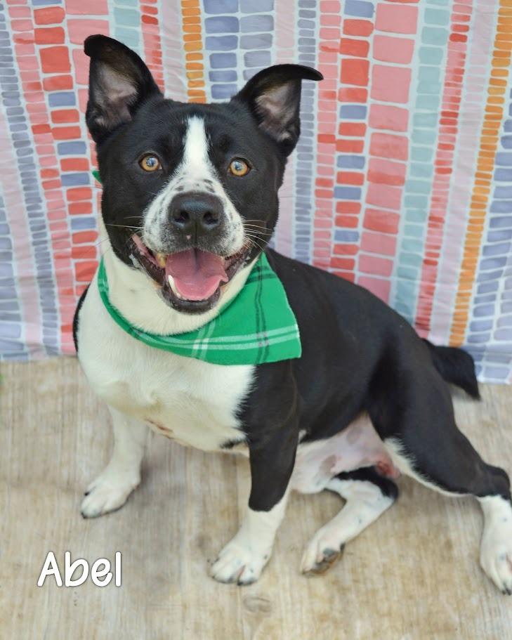 Abel, Adoptable, Young Male Cattle Dog & Pit Bull Terrier.