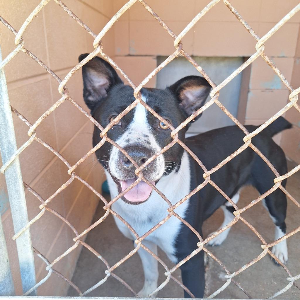 Abel, a Adoptable mixed breed in Gautier, MS image 2/2