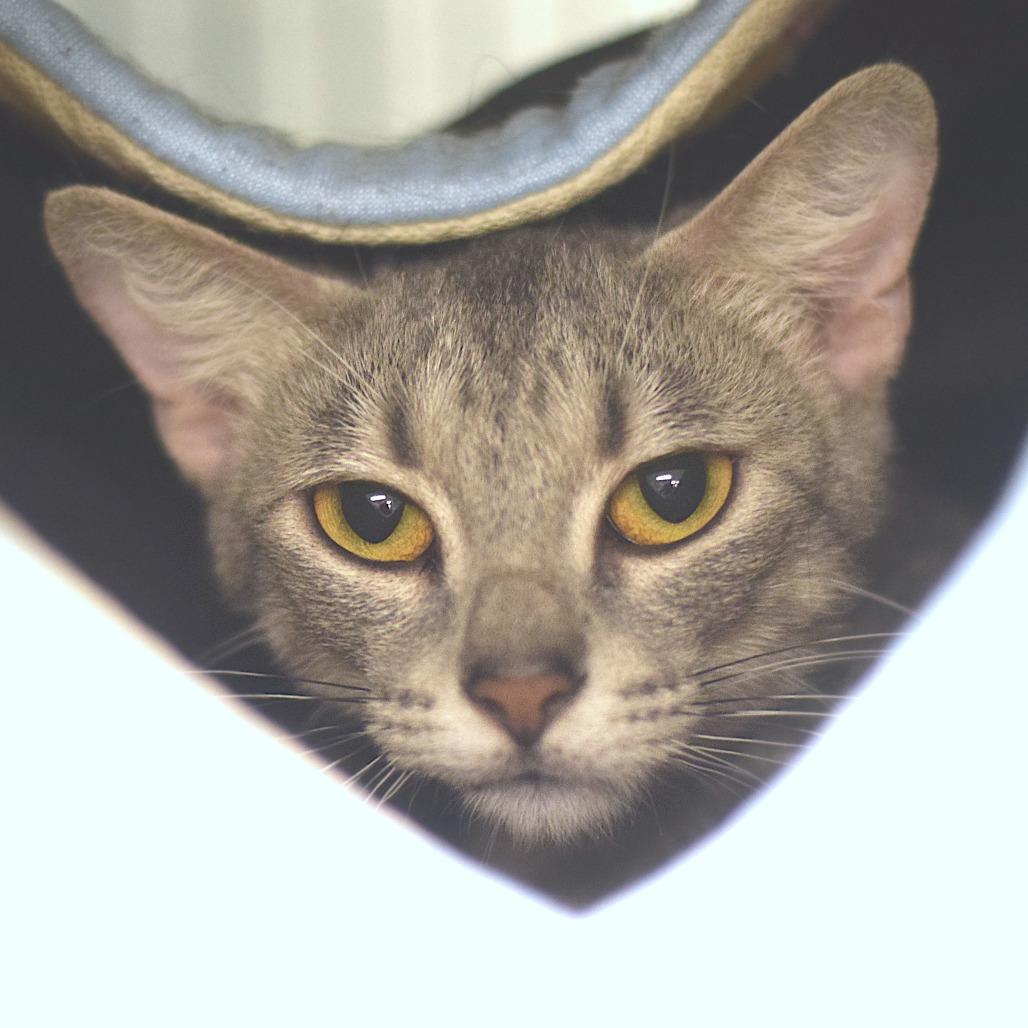Enlarge Skye, a Adoptable Domestic Short Hair in Belleville, IL image 1/2