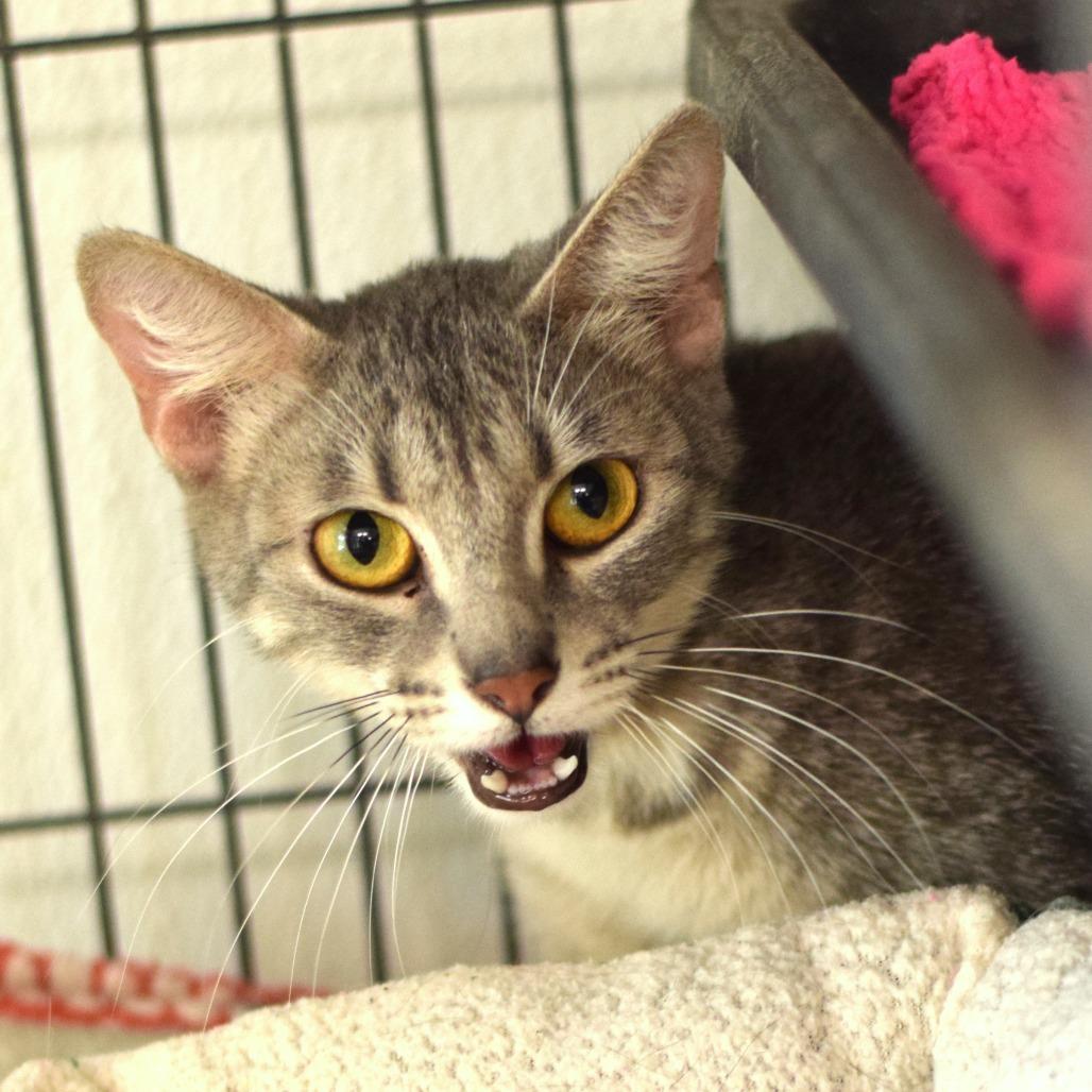 Enlarge Skye, a Adoptable Domestic Short Hair in Belleville, IL image 2/2