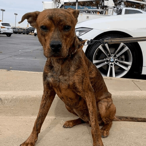 Halston, Adoptable, Adult Male Boxer & Pit Bull Terrier.