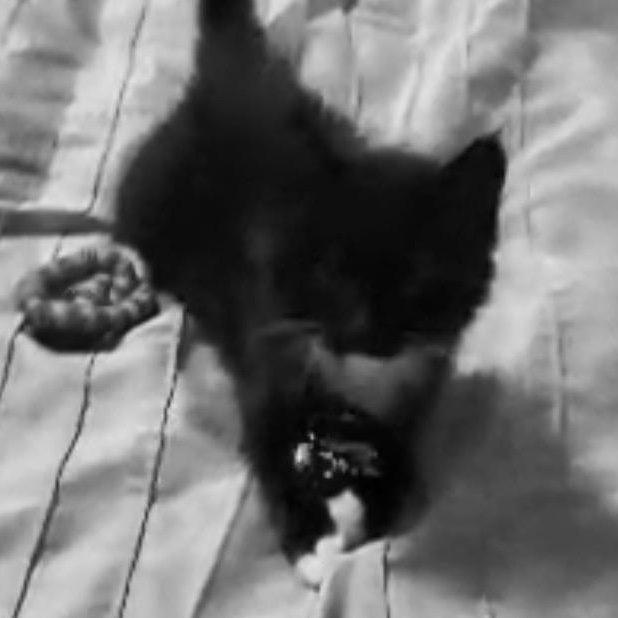 Clayton- sibling to Harper, a Adoptable mixed breed in Andover, MN image 1/2