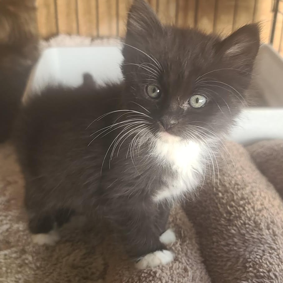 Clayton- sibling to Harper, a Adoptable mixed breed in Andover, MN image 2/2