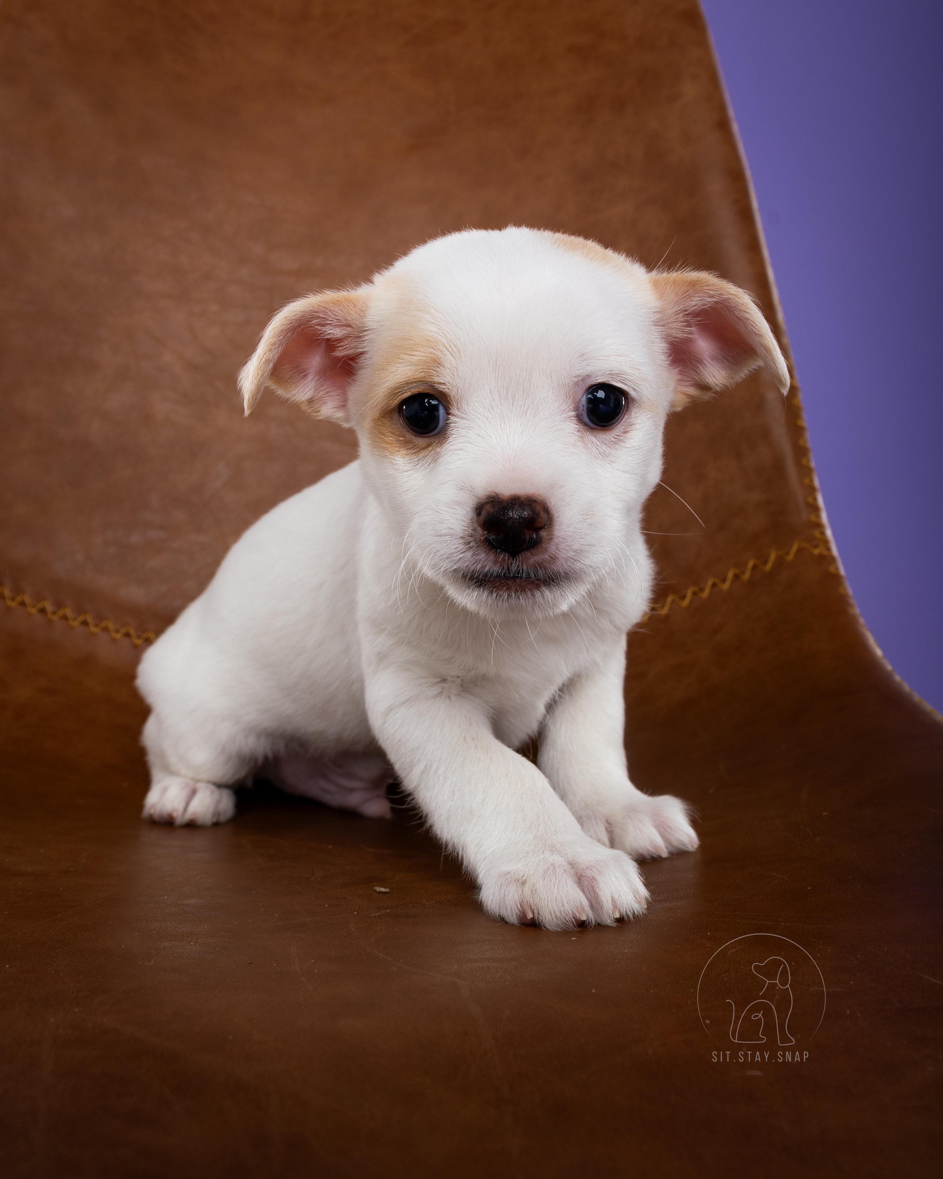 Nyon, Baby Male Chihuahua